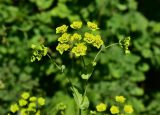 Bupleurum longifolium подвид aureum. Верхушка побега с соцветием. Марий Эл, Йошкар-Ола, Сосновая роща, светлый участок у кустарниковых зарослей. 19.06.2021.