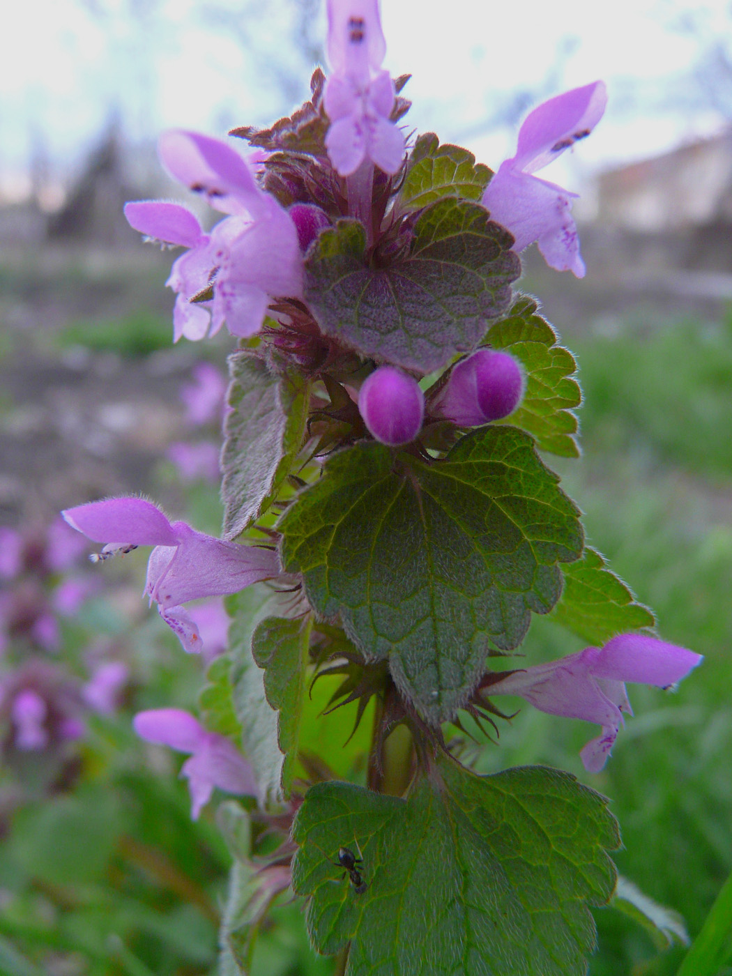 Изображение особи Lamium purpureum.