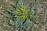 Astragalus macronyx