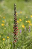 Echium russicum. Верхушка цветущего растения. Ростовская обл., Белокалитвинский р-н, окр. с. Литвиновка, ур. Филькино, степная опушка леса. 28.05.2022.