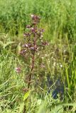 Pedicularis palustris