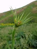 Tragopogon capitatus. Верхушка побега с соцветием. Казахстан, Туркестанская (Южно-Казахстанская) обл., Сырдарья-Туркестанский государственный региональный природный парк, Боралдайский филиал, басс. р. Аяк-Сунгу, возле тропы. 19.05.2018.