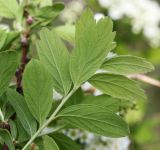 Spiraea media