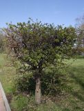 genus Pyrus. Вегетирующее растение с формированной кроной. Иркутск, Мемориальный парк, в культуре. 21.05.2023.