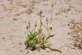 Amberboa turanica. Цветущее растение. Таджикистан, Согдийская обл., горы Окбель, лёссовый склон. 7 мая 2023 г.