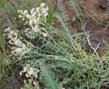 Astragalus ergenensis