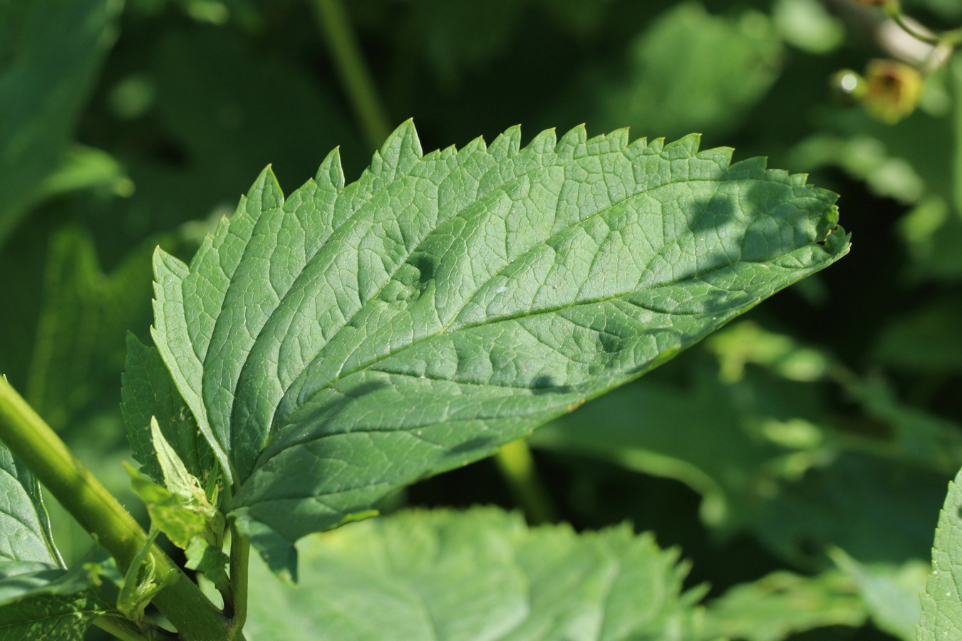 Изображение особи Scrophularia nodosa.