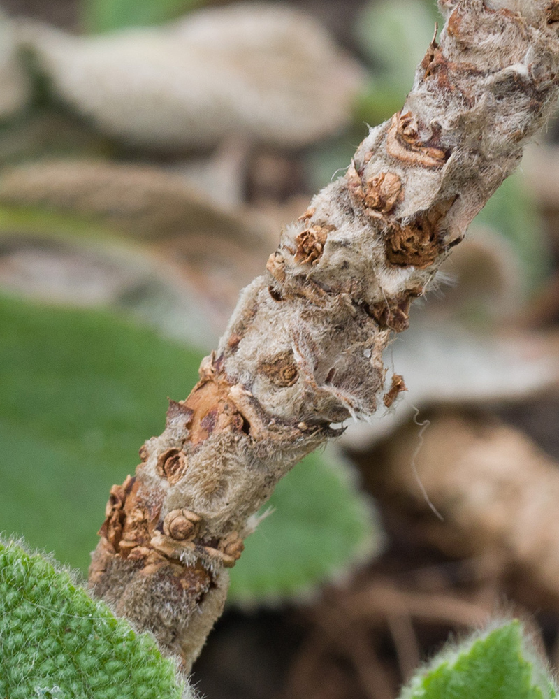 Изображение особи Stachys byzantina.