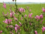 Pedicularis grandiflora. Побеги с соцветиями. Приморье, Хасанский р-н, 7 км Ю-В пос. Гвоздево, берег оз. Карасье. 16 июля 2004 г.