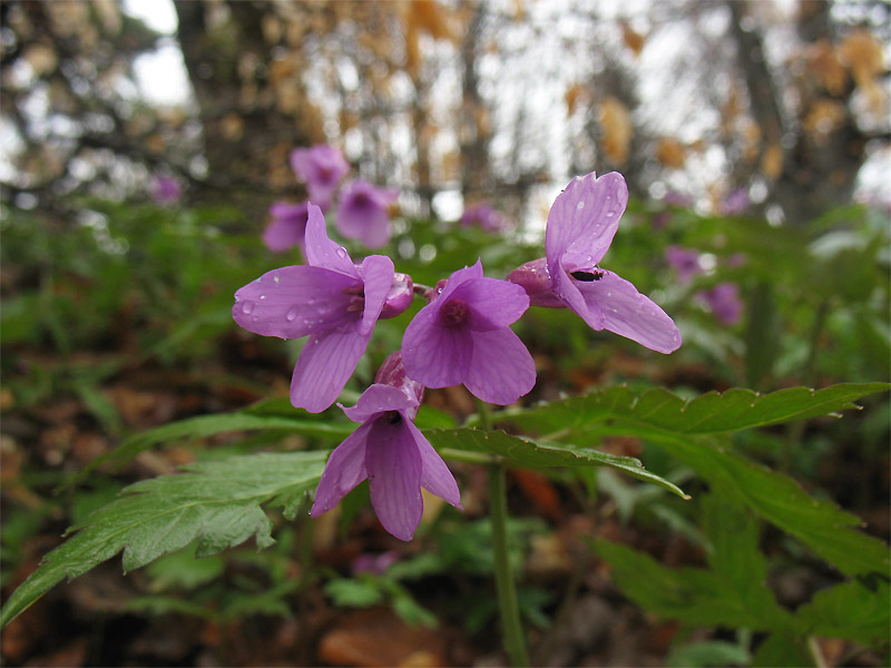 Изображение особи Cardamine glanduligera.