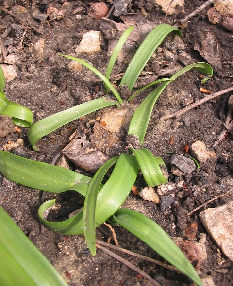 Изображение особи Galanthus ikariae.