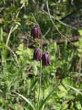 Fritillaria ruthenica