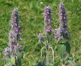 Stachys germanica