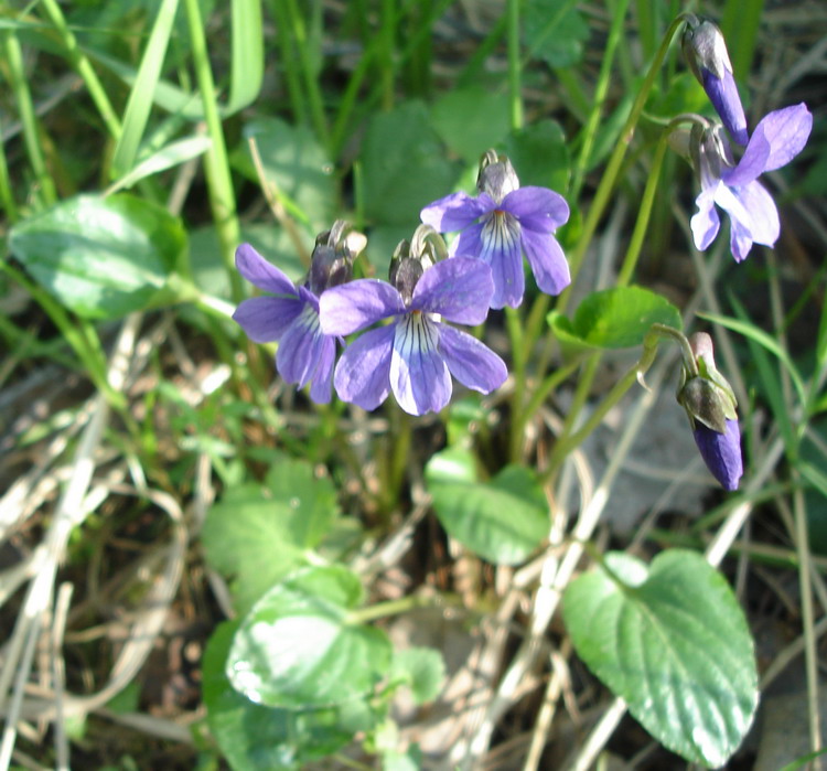 Изображение особи Viola uliginosa.