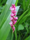 Persicaria minor