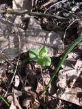 Primula veris