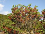 Cercis siliquastrum. Часть кроны плодоносящего дерева. Краснодарский край, г. Новороссийск, ур. Широкая Балка, прибрежная гора, каменистый склон. 25.08.2013.