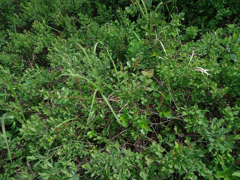 Изображение особи Salix fuscescens.