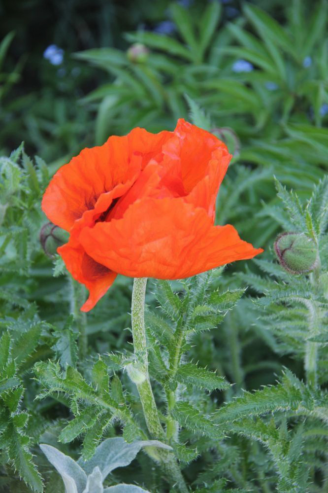 Изображение особи Papaver setiferum.