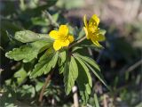 Anemone ranunculoides. Верхушка цветущего растения. Санкт-Петербург, Петергоф, Луговой парк. 20.04.2014.