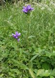 Campanula glomerata. Цветущие растения. Украина, Львовская обл., Дрогобычский р-н, г. Трускавец, Центральный парк Адамовка. 14.06.2014.