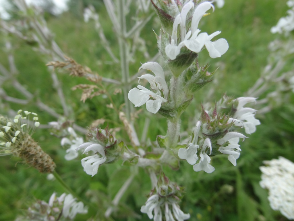 Изображение особи Salvia aethiopis.