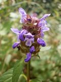 Prunella vulgaris