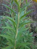 Solidago gigantea