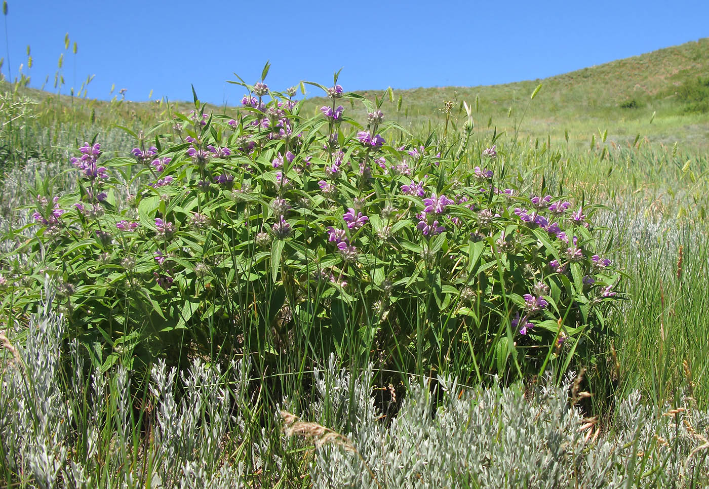 Image of Phlomis pungens specimen.