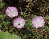 Convolvulus arvensis