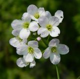 Cardamine dentata