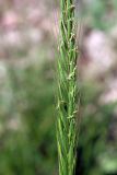 Elymus drobovii