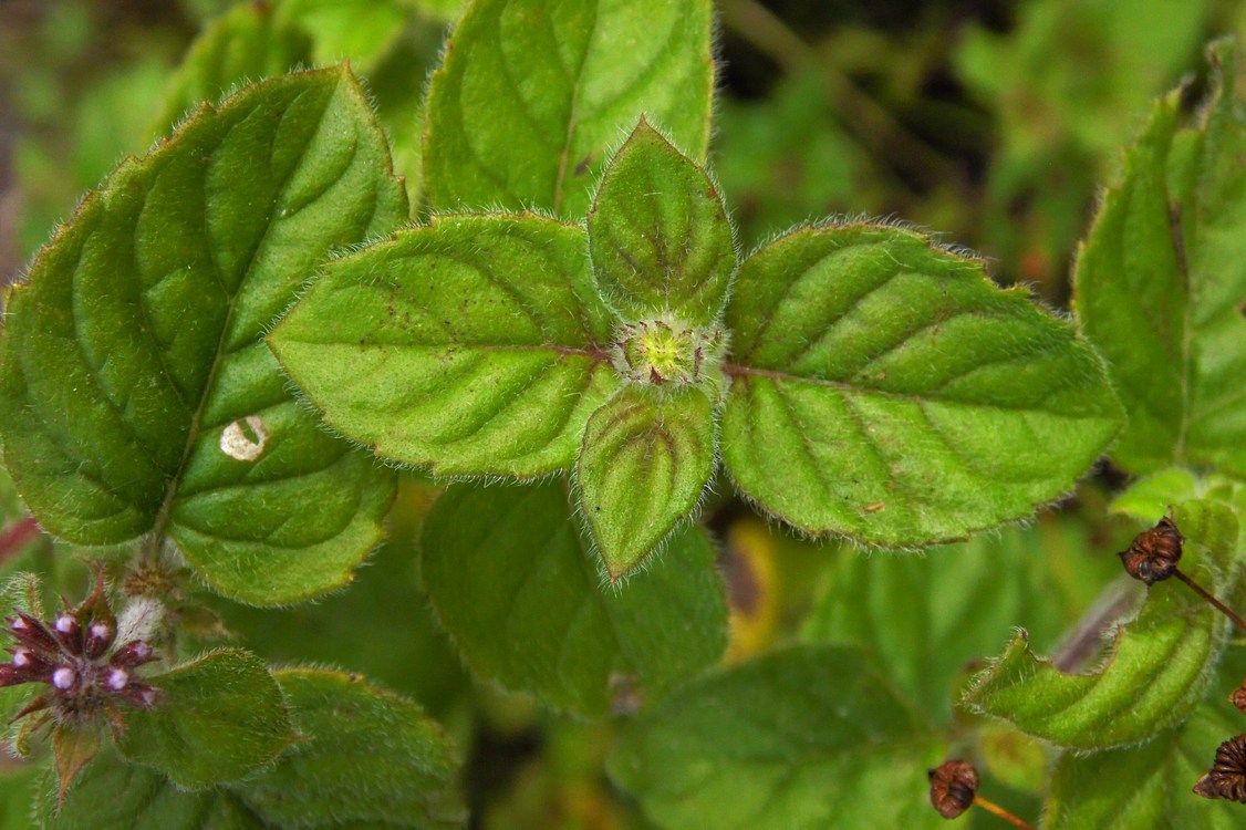 Изображение особи Mentha aquatica.