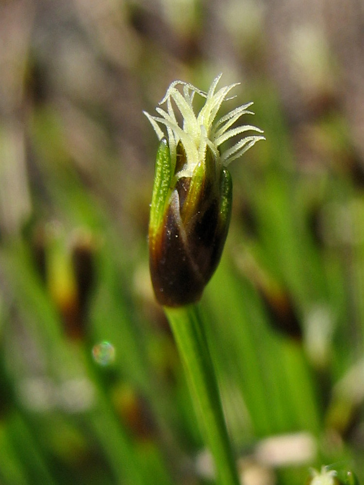 Изображение особи Trichophorum cespitosum ssp. germanicum.