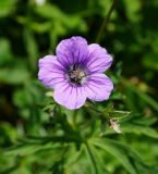 Geranium pseudosibiricum