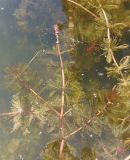 Myriophyllum spicatum