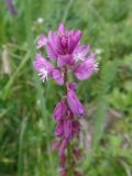 Polygala hybrida. Верхушка цветущего растения. Казахстан, Восточно-Казахстанская обл., окр. г. Риддер, луг. 11.06.2016.