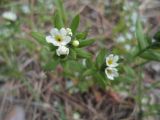 Buglossoides rochelii