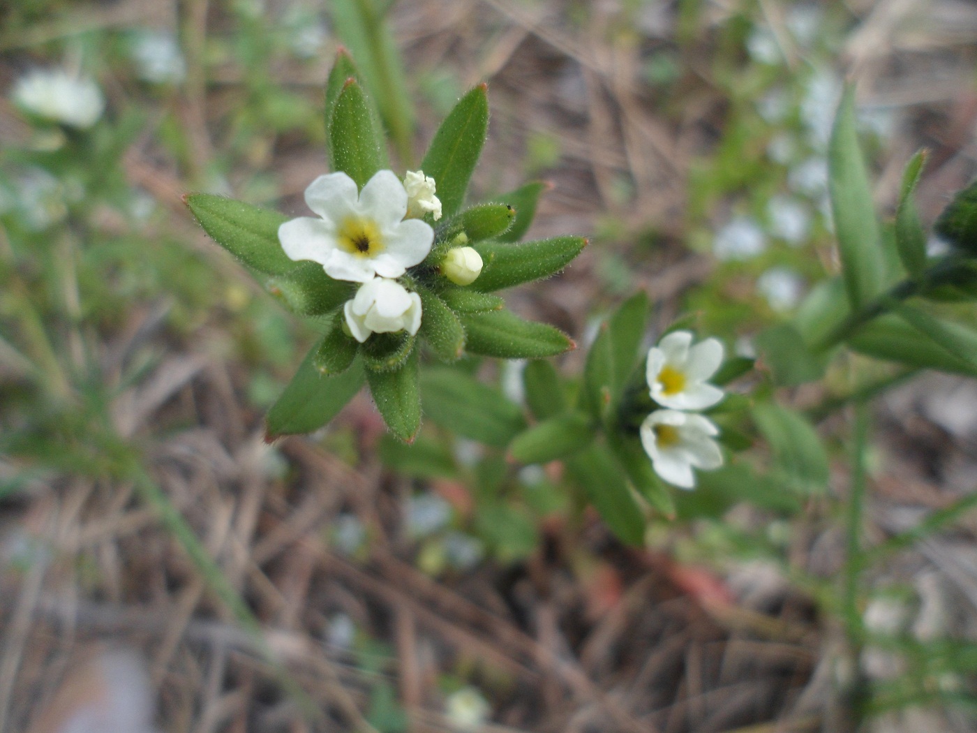 Изображение особи Buglossoides rochelii.