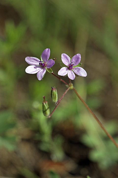 Изображение особи Erodium cicutarium.