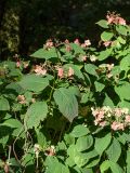 Hydrangea macrophylla