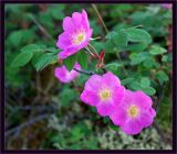 Rosa acicularis