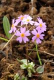 Primula nutans