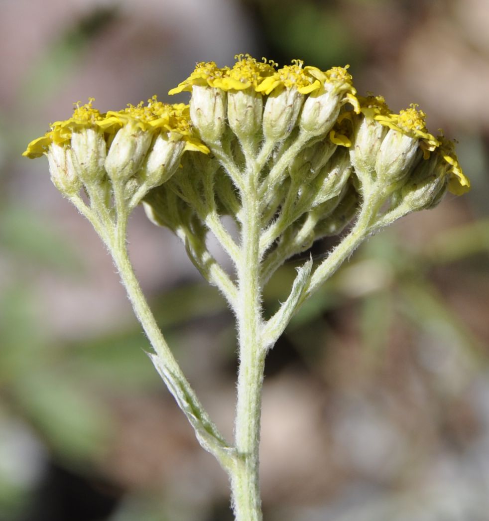 Изображение особи Achillea holosericea.