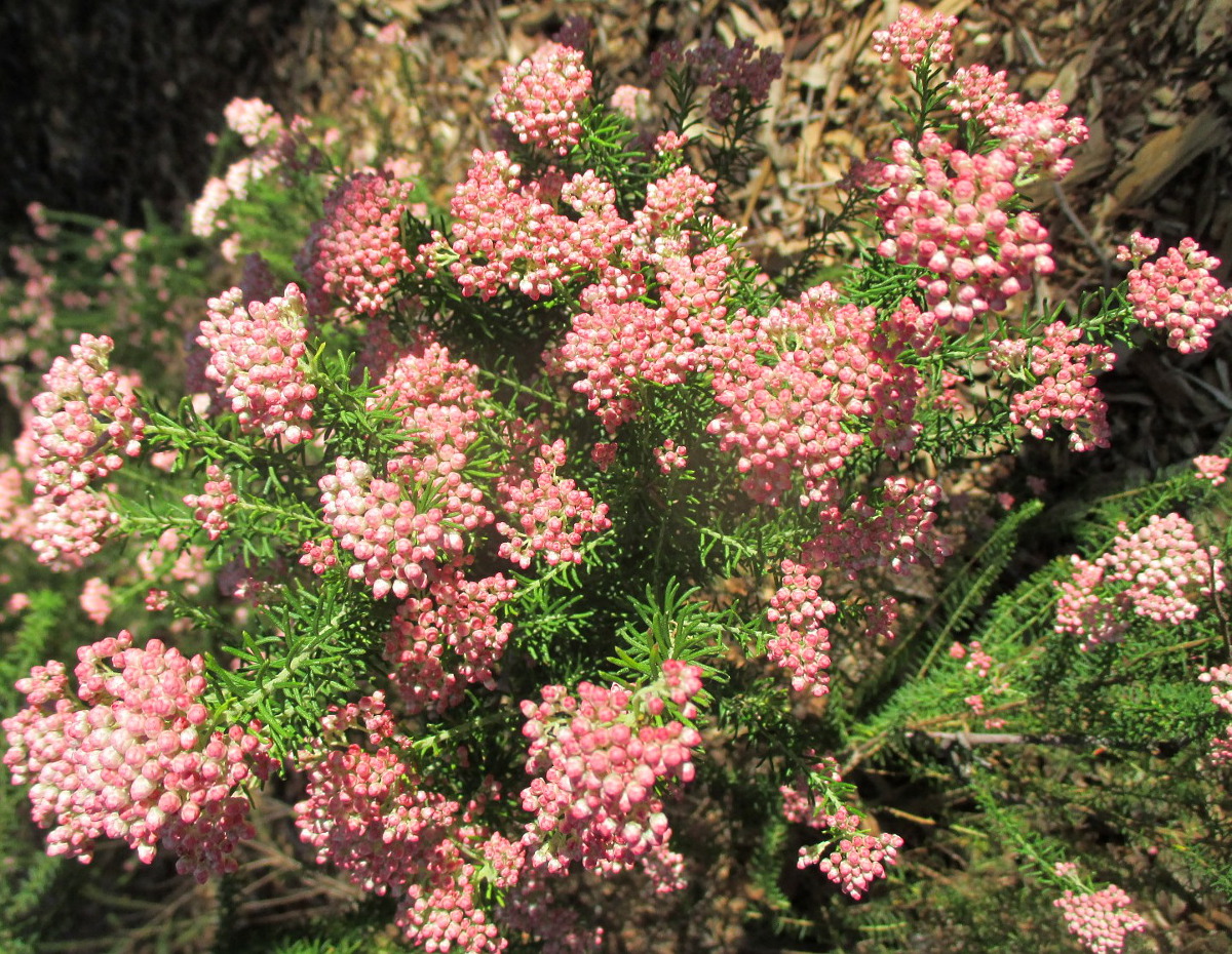 Изображение особи Ozothamnus diosmifolius.