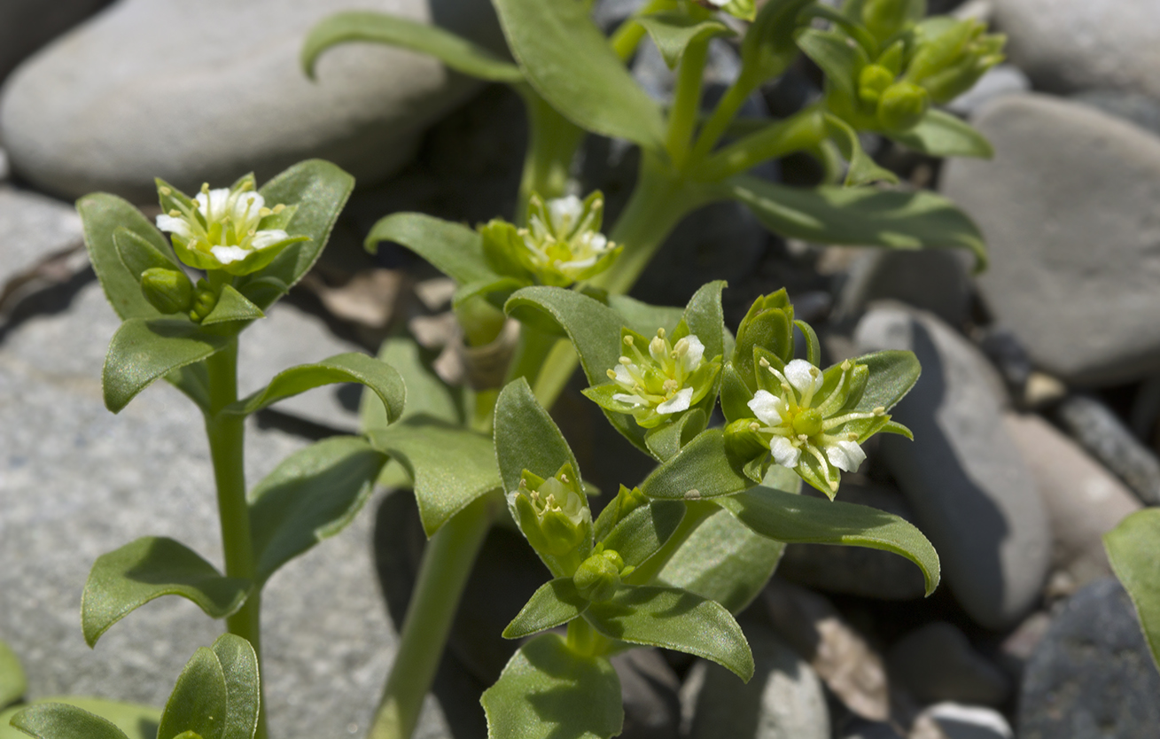 Изображение особи Honckenya peploides ssp. major.