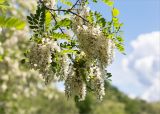 Robinia pseudoacacia