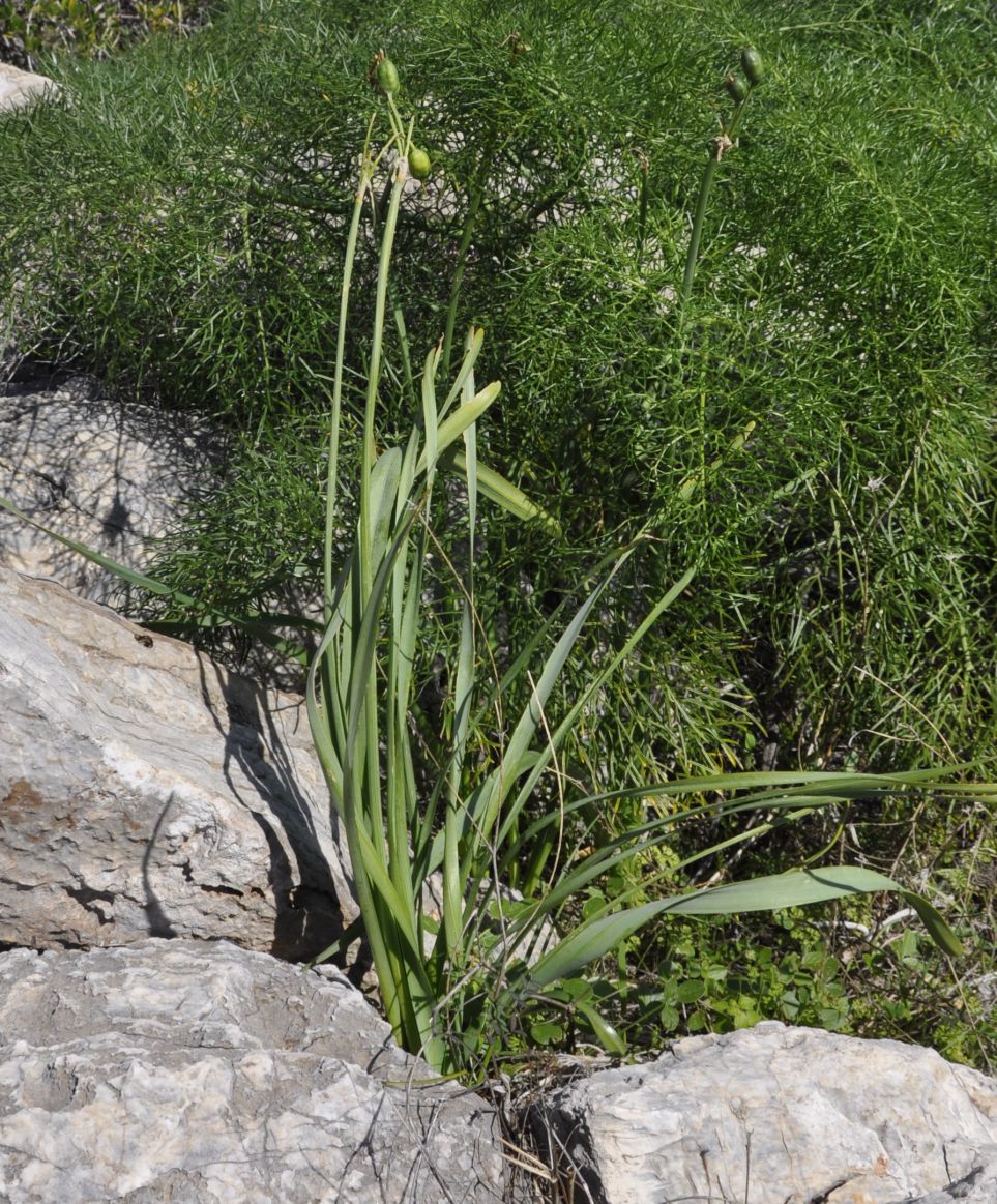 Image of Narcissus tazetta specimen.