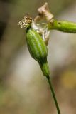 Silene sieberi