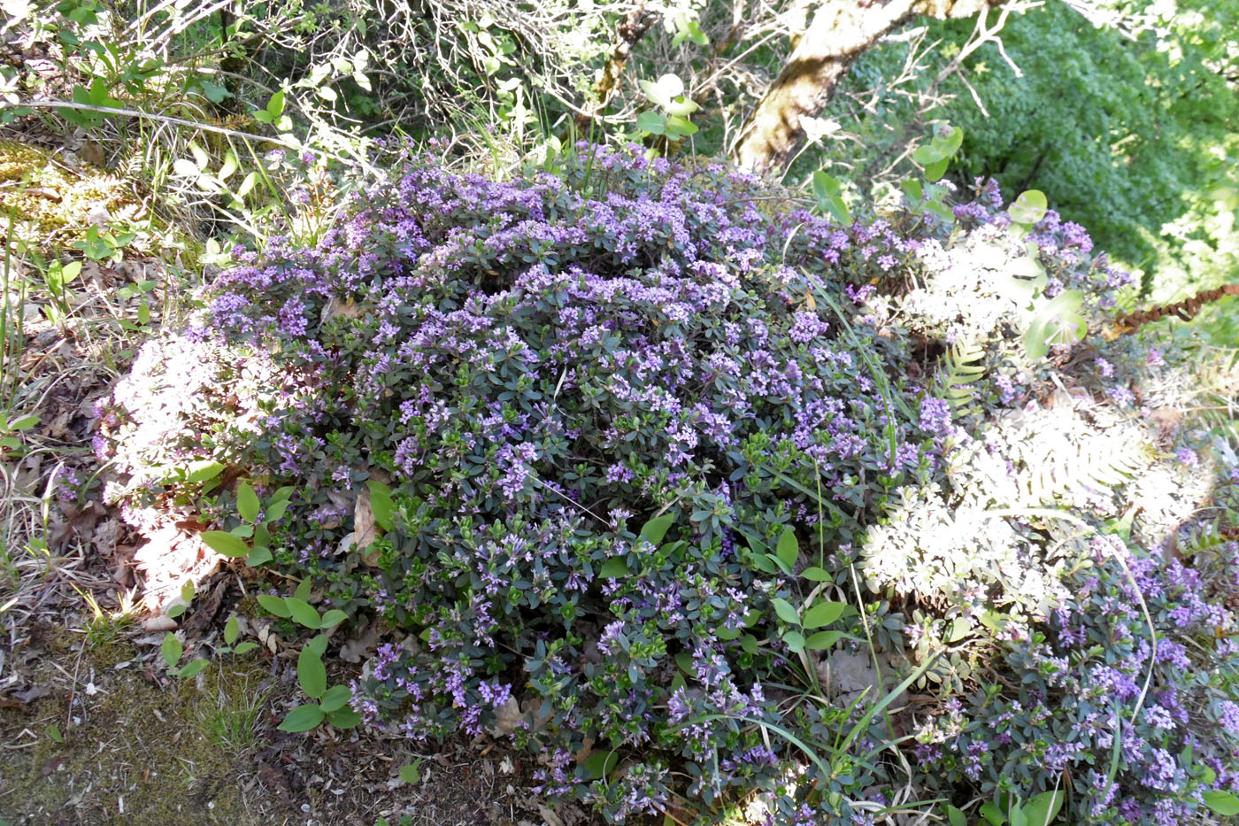 Изображение особи Daphne pseudosericea.